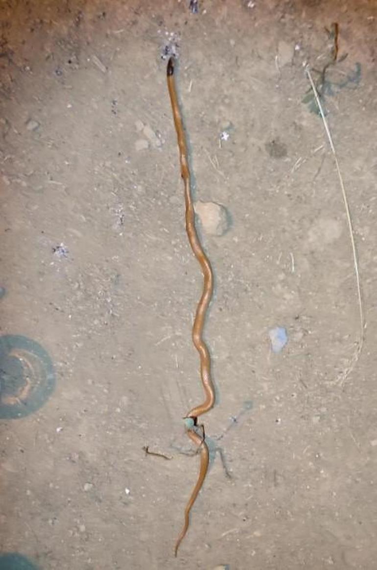 Bitliste ilk kez görüldü: Kırbaç yılanı