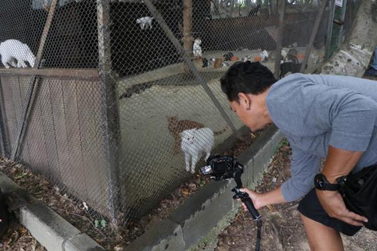 20 dönümlük araziye kurulu ‘Kedi Kasabası Tayland televizyonunda belgesel oldu