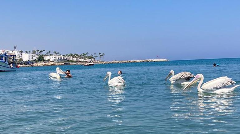 4 pelikan önce denize girdi, tatilcilerin arasında gezinip sahile çıktı. Burada tatilcilerin arasında gezinmeye devam eden pelikanlara çocuklar kadar yetişkinler de ilgi gösterdi.