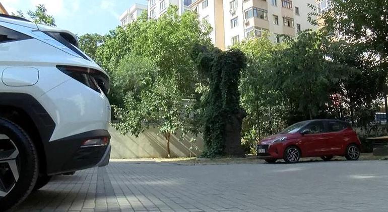 Aracın üstüne ağaç devrildi 51 daire sahibine büyük şok