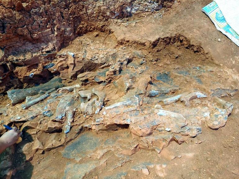 Denizlide müthiş keşif: Tam 9 milyon yıl öncesine ait