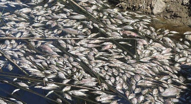 Büyük Menderes Havzasındaki toplu balık ölümleri tedirgin etti Su değil siyah sıvı