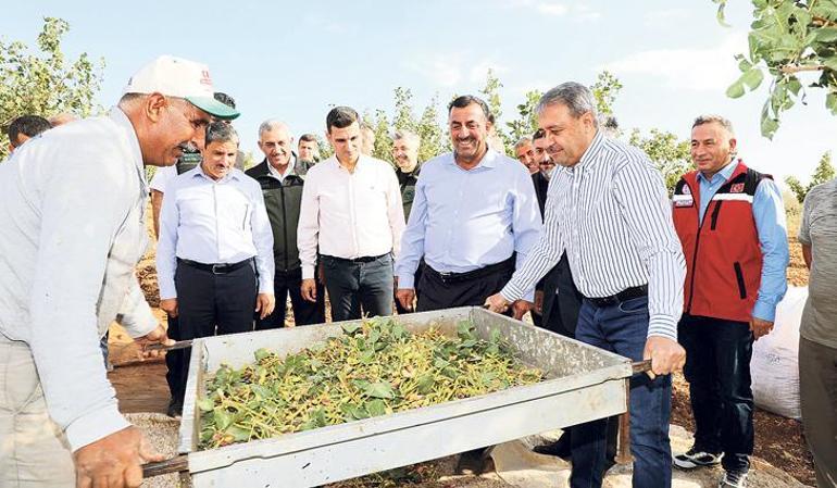 Şanlıurfa’da fıstık hasadı heyecanı