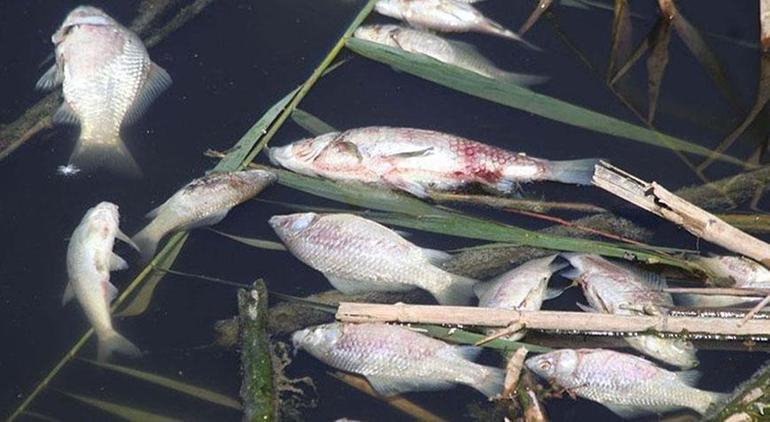 Büyük Menderes Havzasındaki toplu balık ölümlerinin nedeni belli oldu