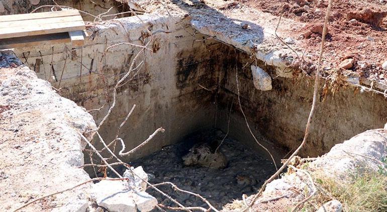 Aç kalan bozayı, ölü tavukların atıldığı kuyuya düştü