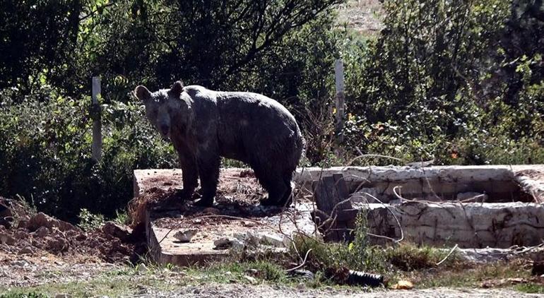 Aç kalan bozayı, ölü tavukların atıldığı kuyuya düştü