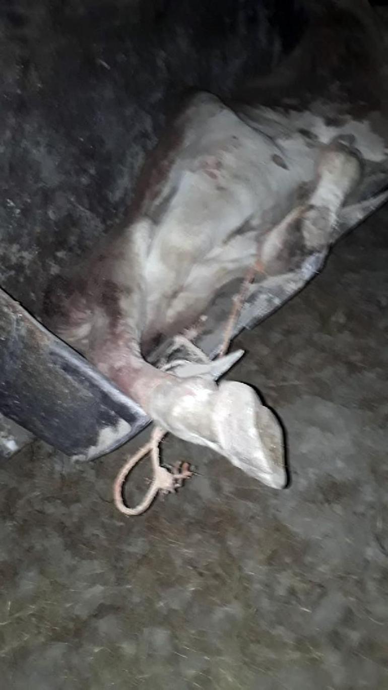 Çiftlikte kuduz alarmı Köpeğin ısırdığı 2 inekte kuduz belirtilerine rastlandı
