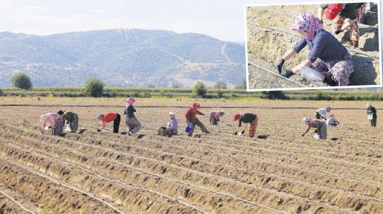 Efeler kadınlarına tarım desteği