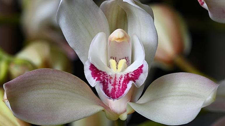 Bir kehribarın içine gizlendi, her yere girdi 100 milyon yıllık orkide sırrı