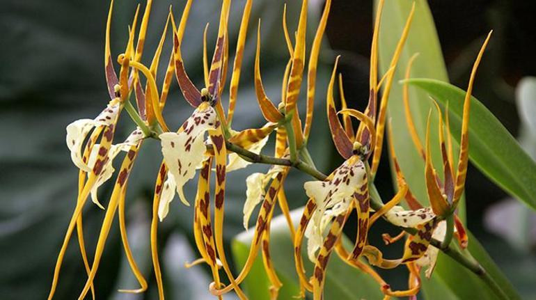 Bir kehribarın içine gizlendi, her yere girdi 100 milyon yıllık orkide sırrı