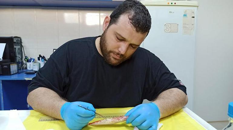 Akdenizde ilk kez görülen balık türü: Synodus Randalli