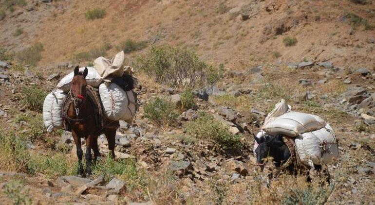 İlkbaharda toplanıp torbalara koyuluyor 2 ay bekletilip at sırtında taşınıyor