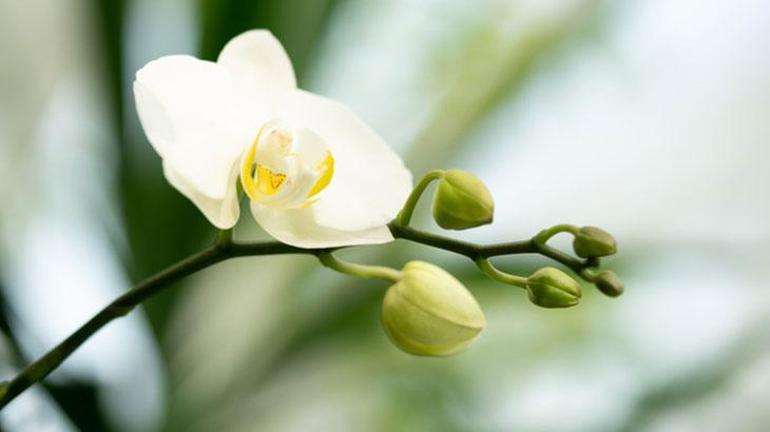 Solmuş orkidenizi tek malzeme ile coşturun Bu formül ile orkideniz adeta coşuyor