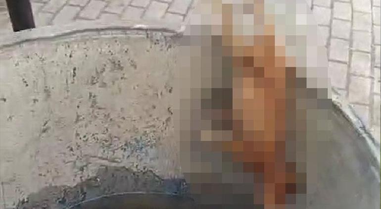 Bursada su dolu varilden vahşet çıktı 4 ölü kedi bulundu