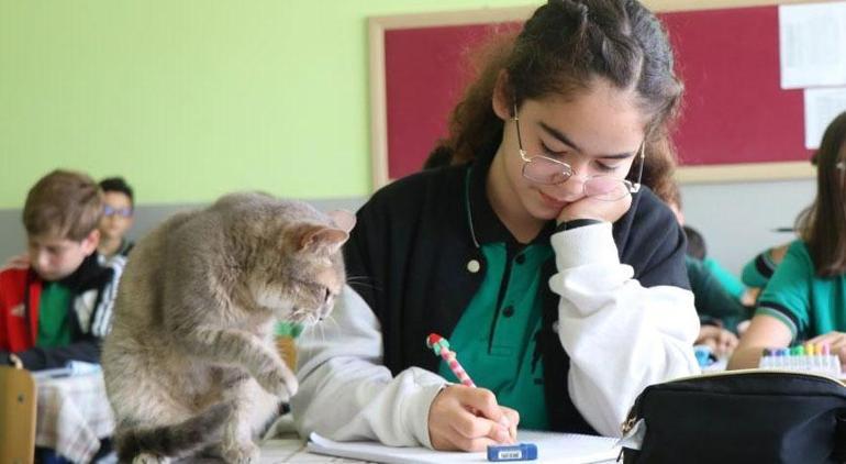 Öğrencilerin sıra arkadaşı Duman En çok Türkçe dersine katılıyor