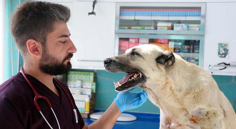 Kayseride vahşet Tüfekle vurulan 2 köpekte 200 saçmaya rastlandı