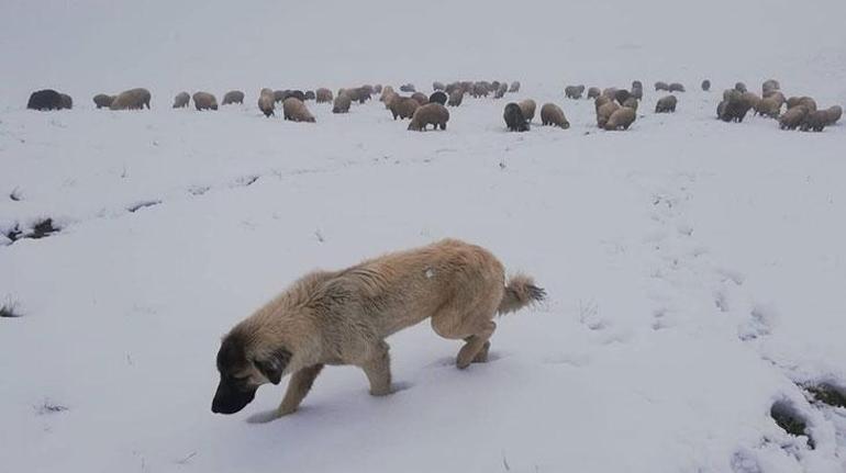 Bu görüntüler Türkiyeden Dört ilde kar yağışı etkili oldu