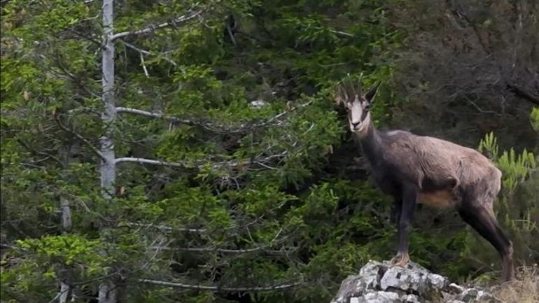 Kalın tırnaklar, sağlam bir kalp Doğaya müthiş uyum Şamua