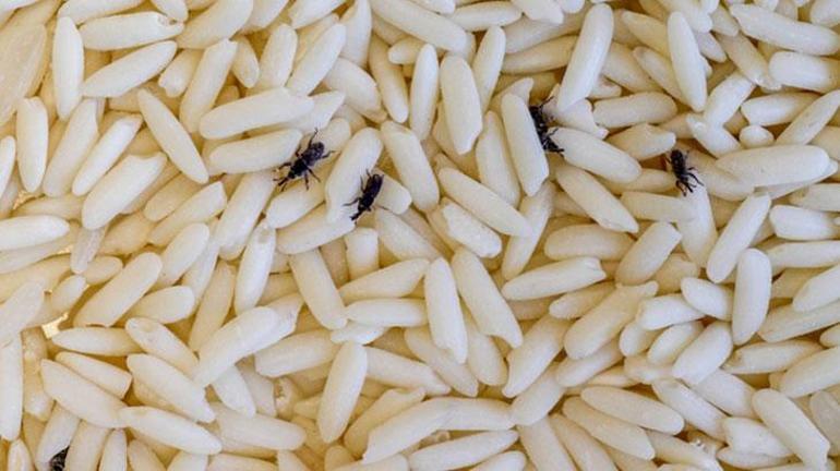 Pirinç karıncalandıysa 1 su bardağı koyup bırakın Zarar vermeden uzaklaştırıyor