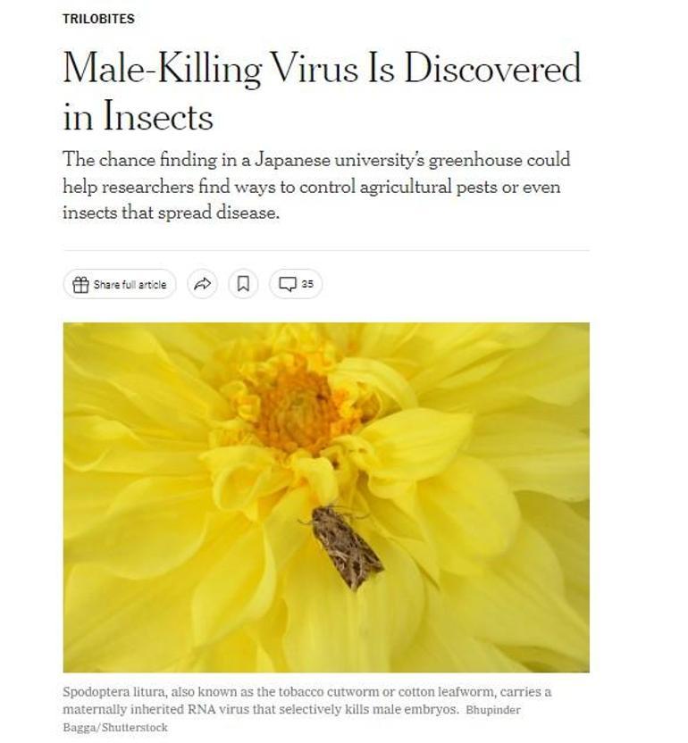 Sadece erkekleri öldüren virüs keşfedildi İlaçlar etki etmiyor