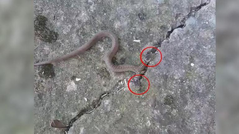 Çift başlı yılan Trabzonda görüntülendi: Tutmaya çalışmayın