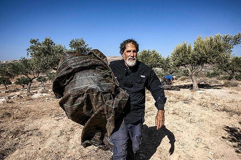 Yerleşimcilerin terörürüne karşı çıkan İsrailli haham, Filistinlilerin zeytinliğini koruyor