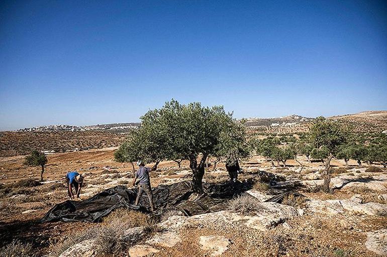 Yerleşimcilerin terörürüne karşı çkan İsrailli haham, Filistinlilerin zeytinliğini koruyor