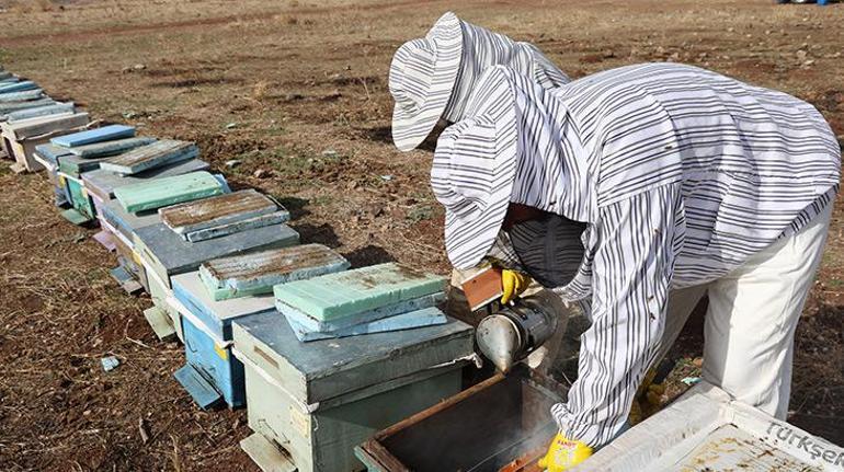 Tenekesi 2 bin 400 liradan satıldı Arıların kışa hazırlığı başladı