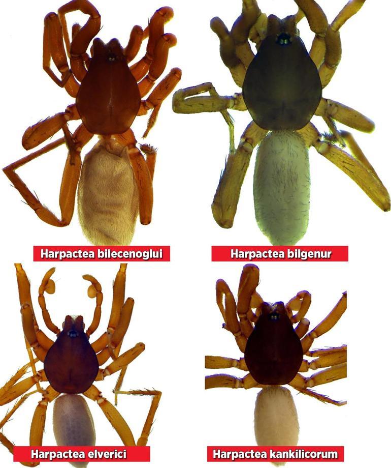 Türkiyede 8 yeni örümcek türü keşfedildi