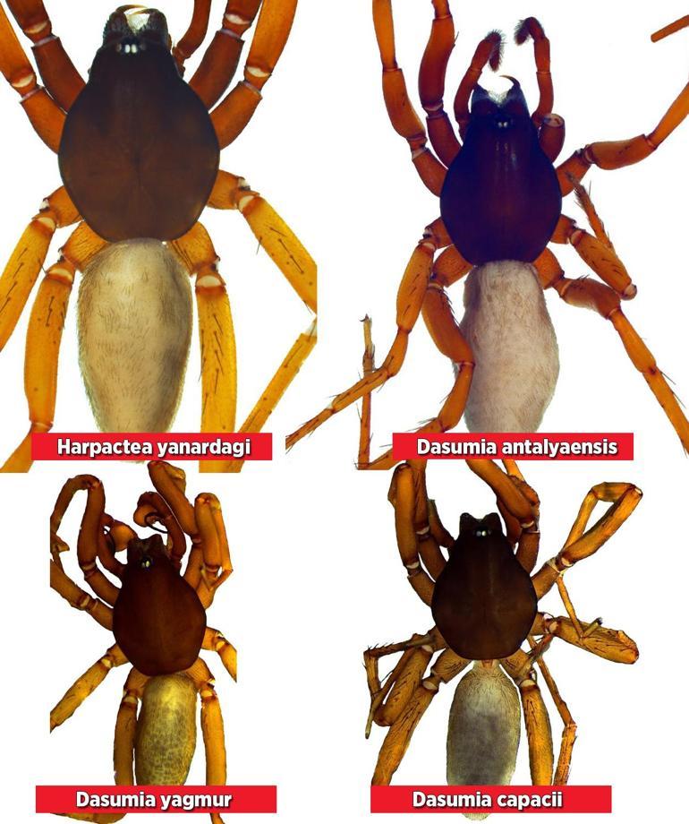 Türkiyede 8 yeni örümcek türü keşfedildi