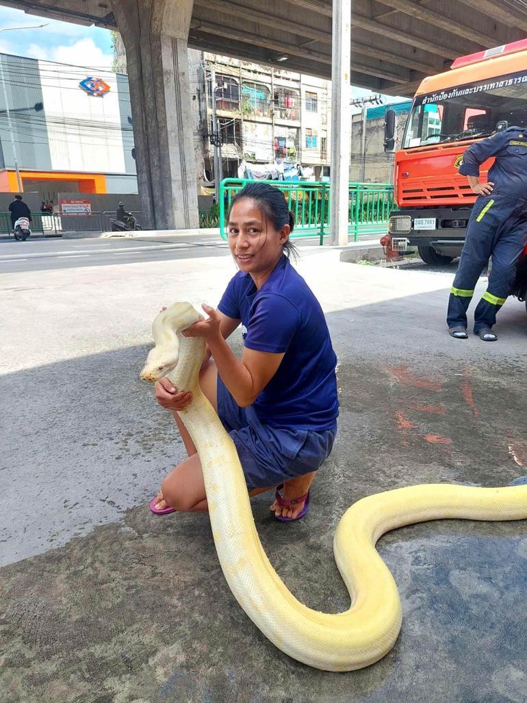 Bangkokta 4 metrelik dev piton bulundu Evcil olduğu anlaşıldı