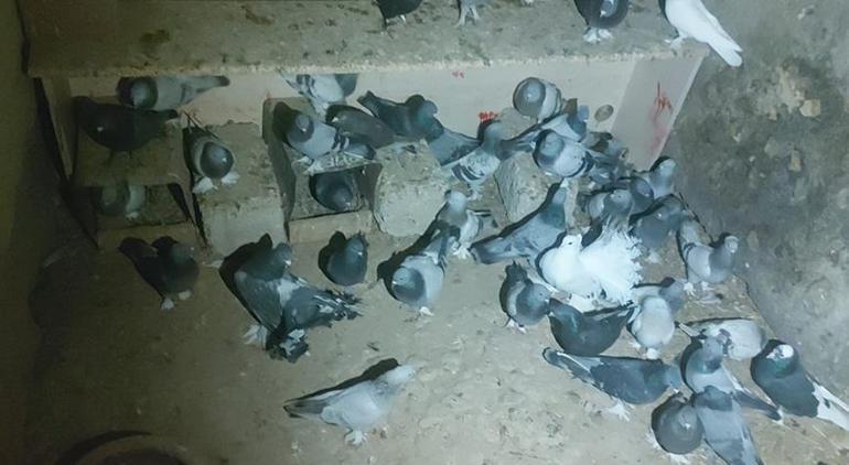 Kırşehir’de 100 güvercin çalan 2 şüpheli yakalandı