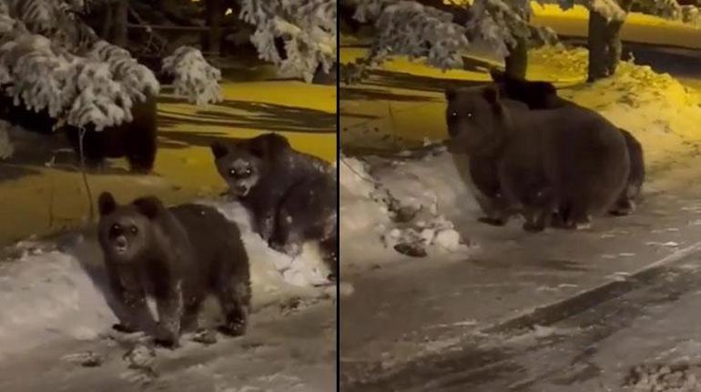 Uludağda uyuyamayan meşhur ayı ailesi kameraya yakalandı
