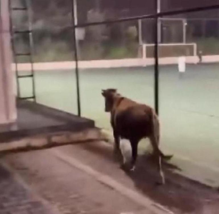 Yer: İstanbul Spor tesisine giren inek futbolcuları şaşırttı
