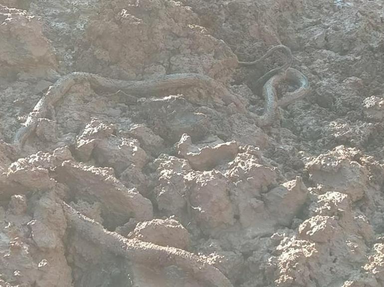 Elazığda su kuyusu kazısında dev yılan paniği