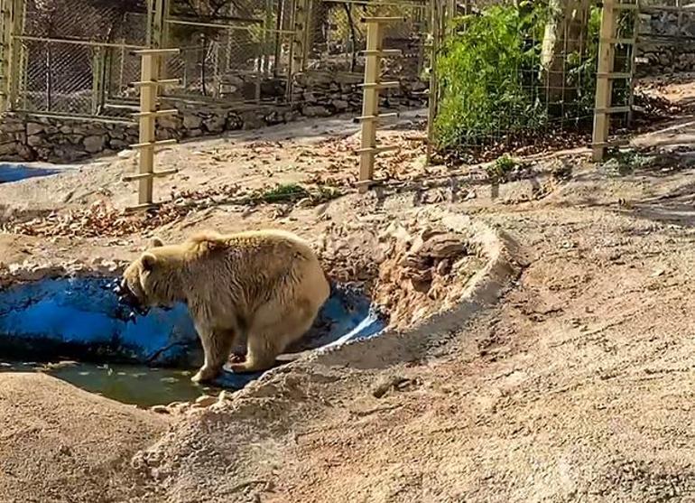 Su havuzuna düşen dronu boz ayı kurtardı