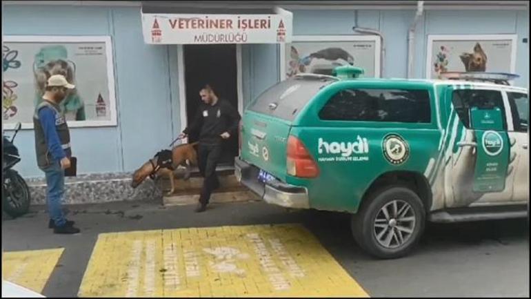 Taksimde yasaklı ırk köpeği ağızlıksız gezdiren kişiye 66 bin 798 lira ceza