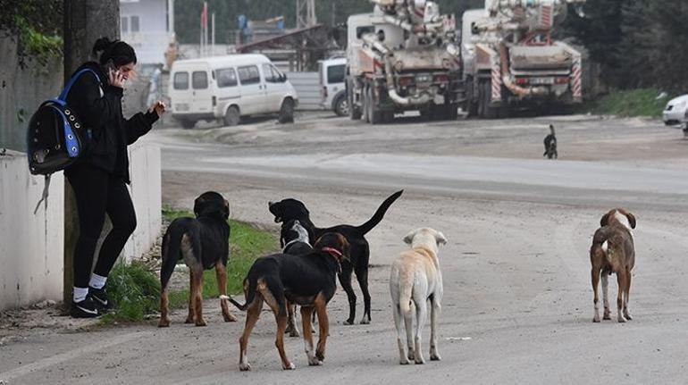 25 ilçe belediyesinde acele koduyla yazı gönderdi Ankarada sokak hayvanları talimatı