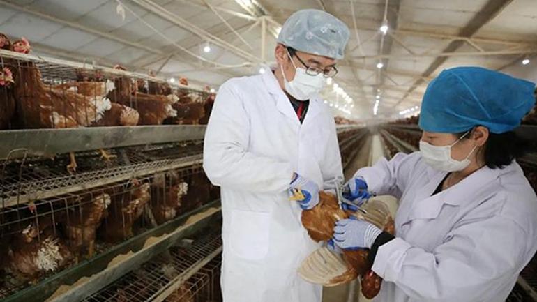 ABDnin herkesten gizlediği tavuk çiftlikleri Tek amaçları var: Sihirli formül