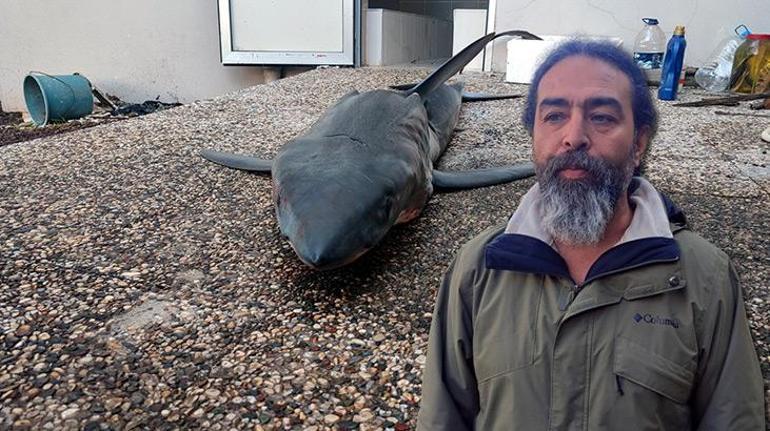 Köpek balığı popülasyonu 50 yılda yüzde 90 azaldı Türk profesörden uyarı