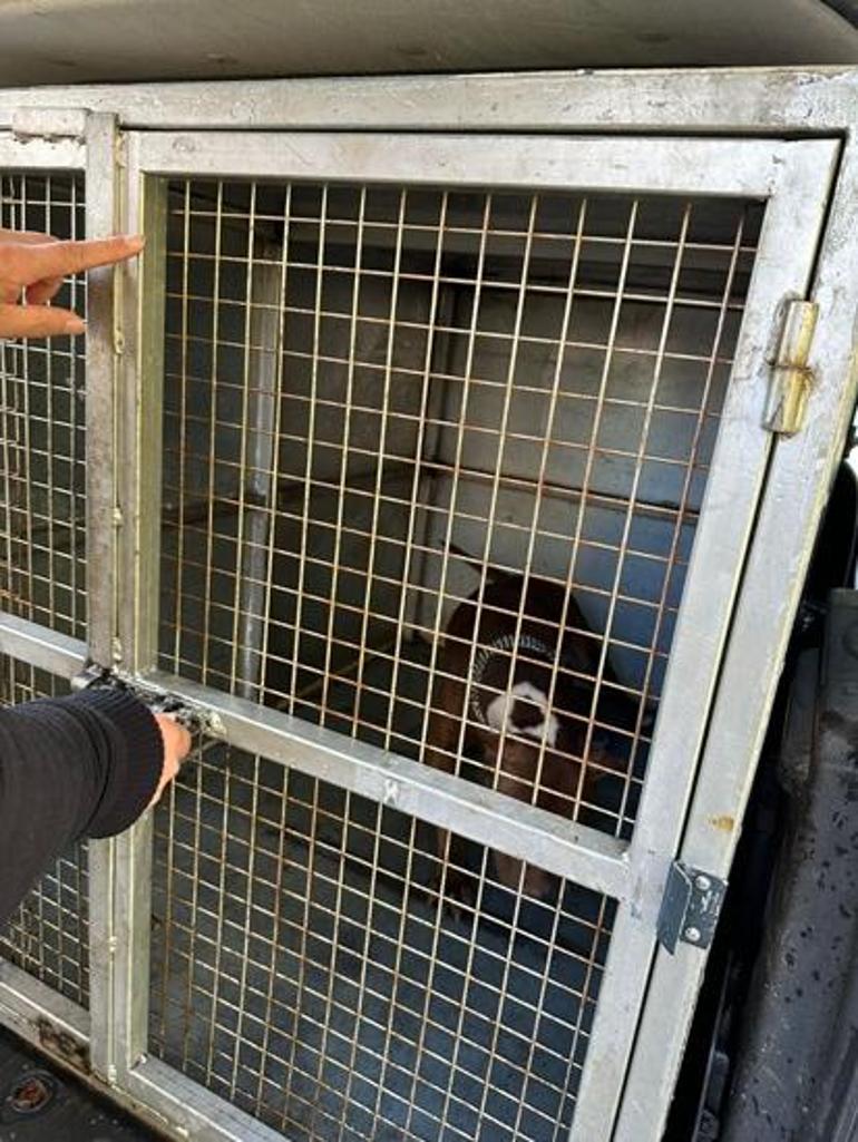 Cihangir’de dehşet anları: Tartıştığı kişinin üzerine Pitbull köpeğini saldı