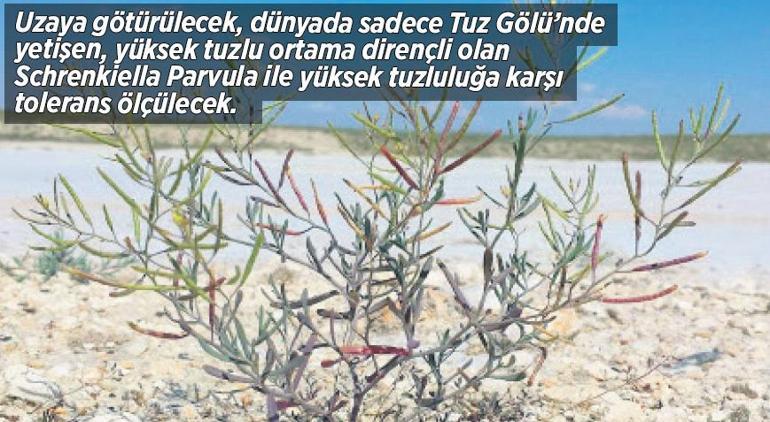 İlk Türk astronot uzaya Türkiyede yetişen bitkiyi götürecek