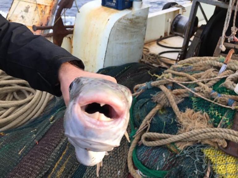 Balon balığı faciası: En zehirlisini yemişler