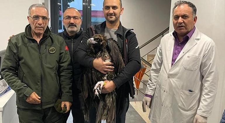 İstanbulda akbabayı görenler şoke olmuştu Yeni detay ortaya çıktı