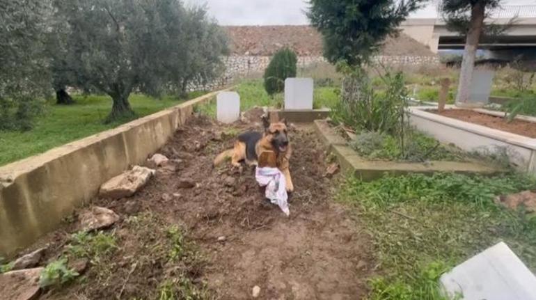 52 gün önce sahibi öldü, Poli mezarın başından ayrılmıyor