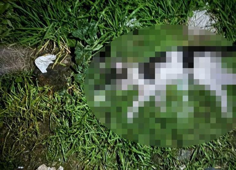 İzmirde kedi katili yakalandı Sokaktan topladığı kedileri öldürüp bahçeye atmış