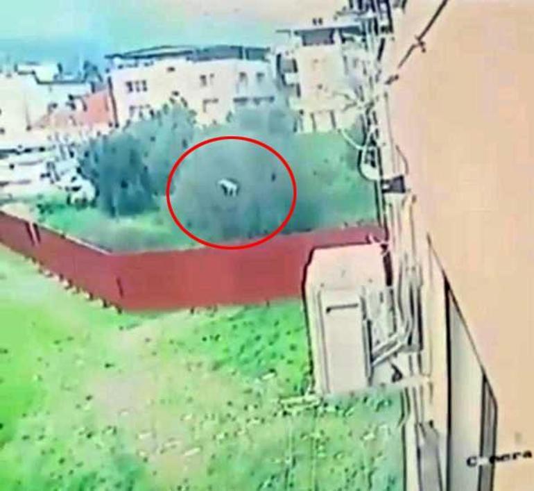 İzmirde kedi katili yakalandı Sokaktan topladığı kedileri öldürüp bahçeye atmış