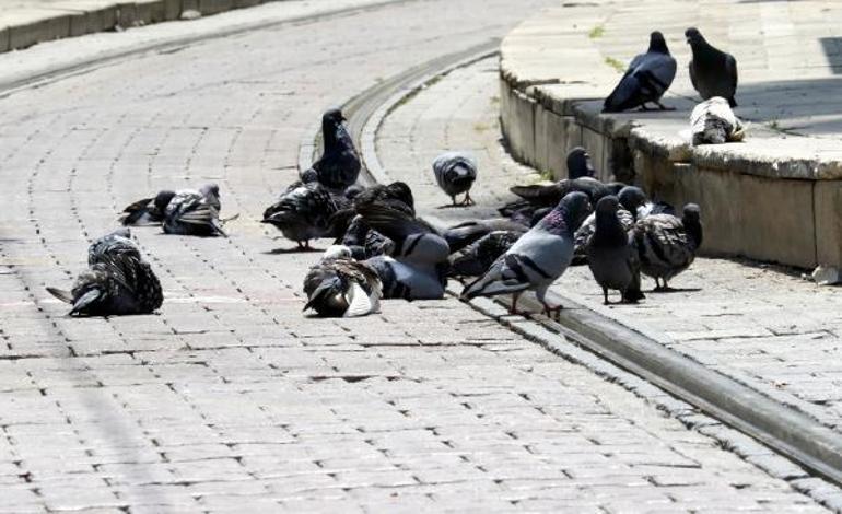 Meydanlarda beslenen güvercin ve kumrularda tehlike