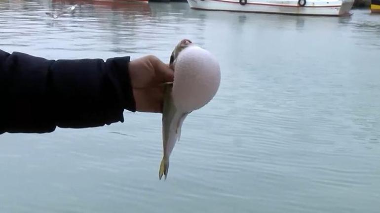 Ölümcül balon balığı rotayı Marmaraya çevirdi Nisan ayı uyarısı