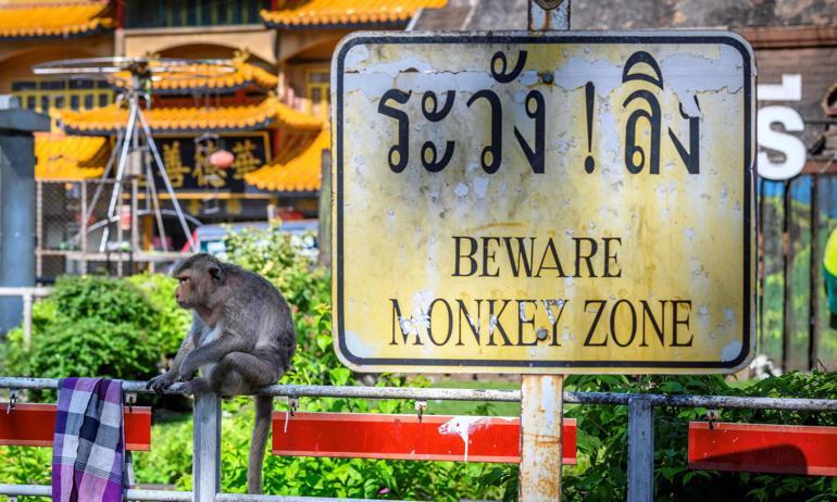 Maymunlar cehennemi: Şehri ele geçirdiler Biz kafeste, onlar dışarıda yaşıyor